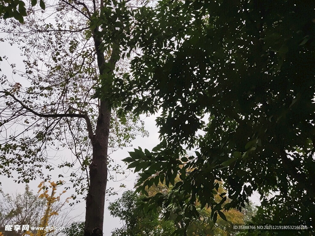 林间树木与斑驳天空