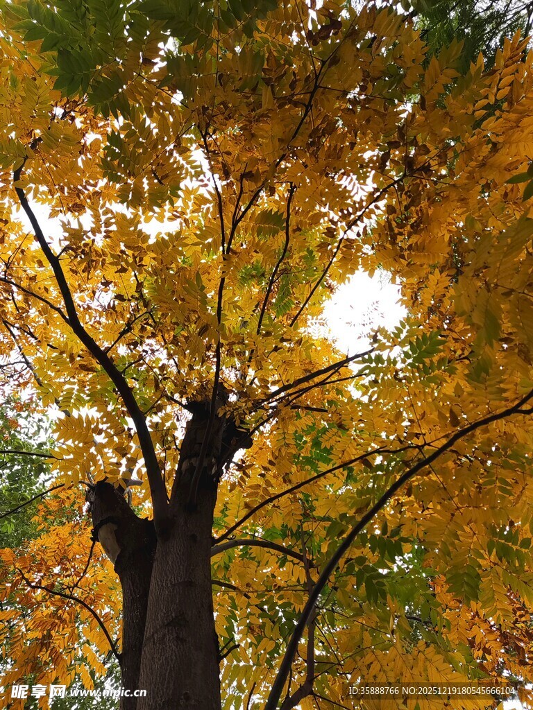 秋日金黄树冠特写