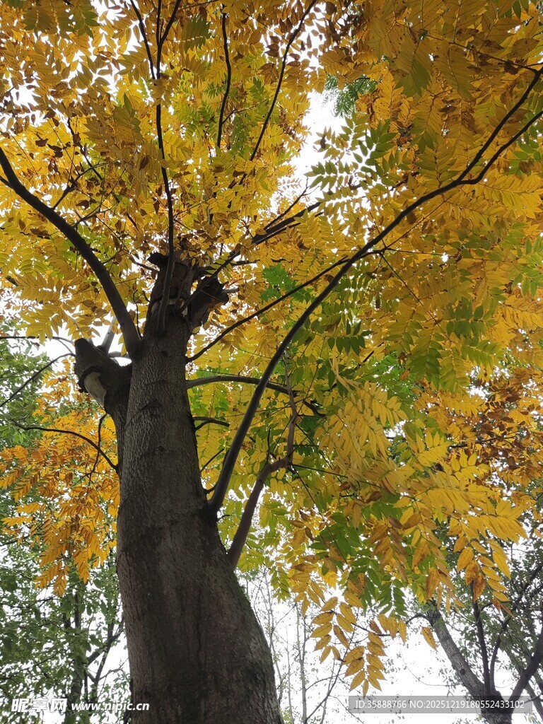 秋日仰视金黄繁茂的大树