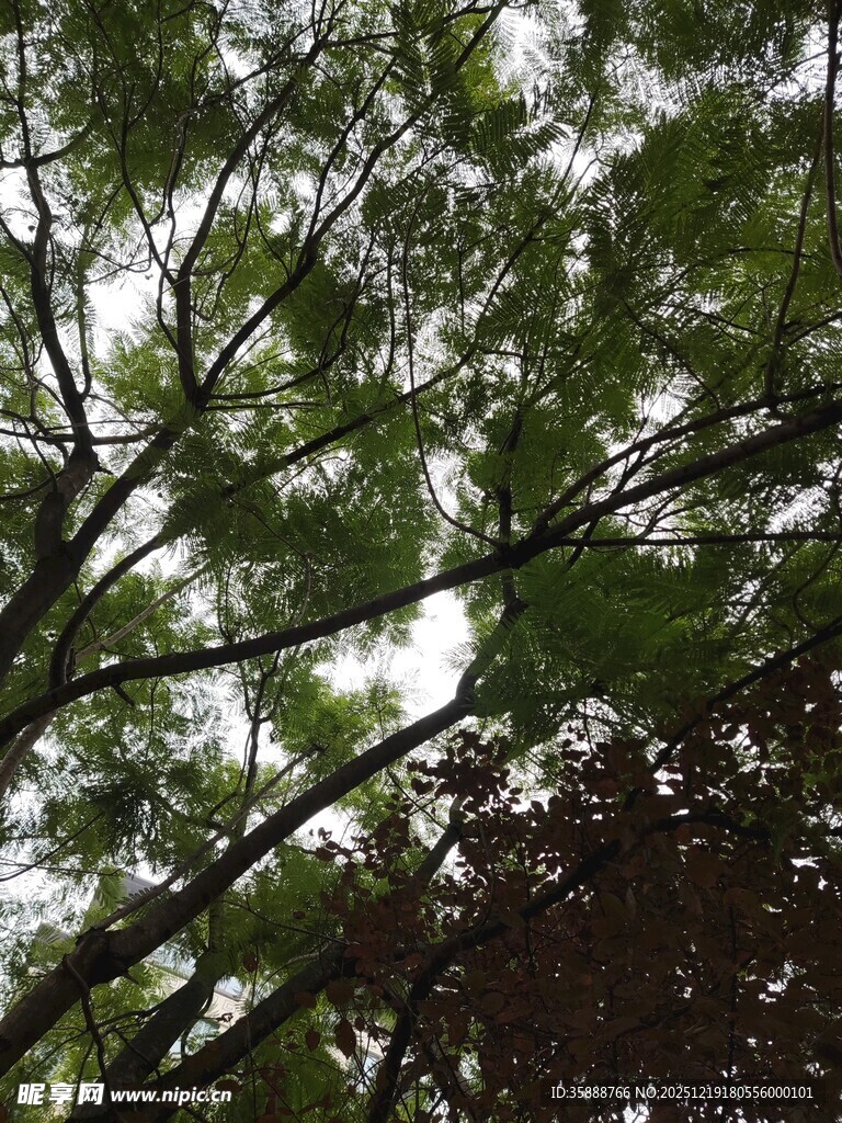 仰视茂密枝叶的翠绿树木
