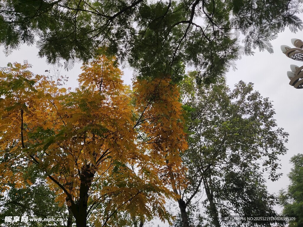 秋日林间斑斓树木景观