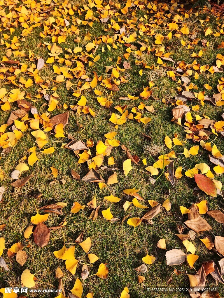 秋日落叶铺满草地