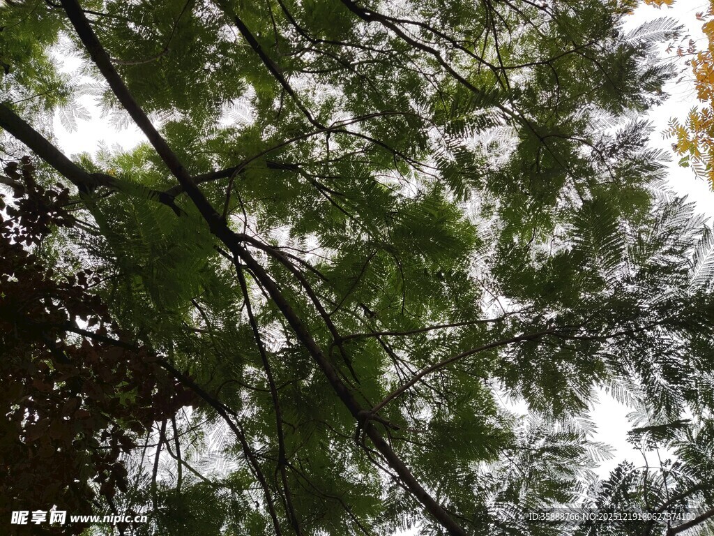 仰视翠绿繁茂的松树枝叶