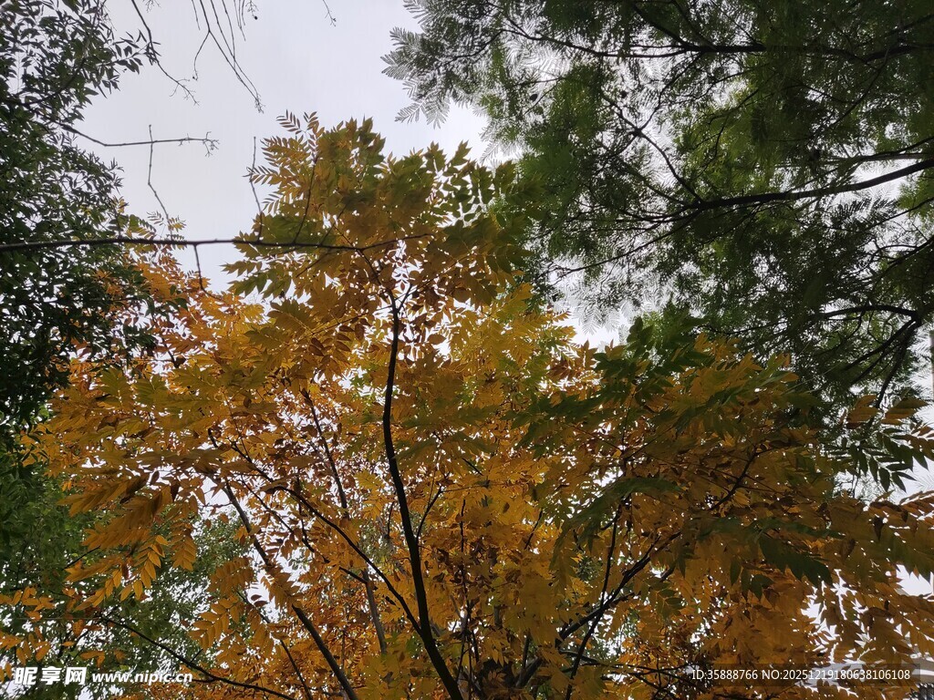 秋日斑斓树木景观