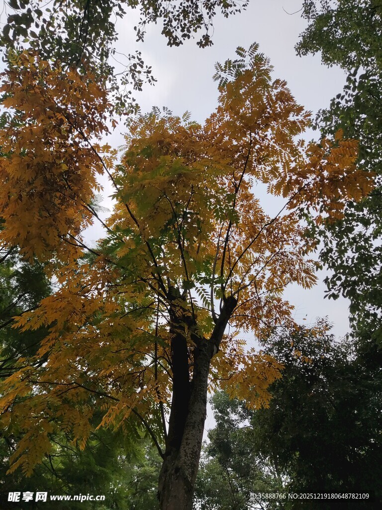 秋日斑斓树木景致