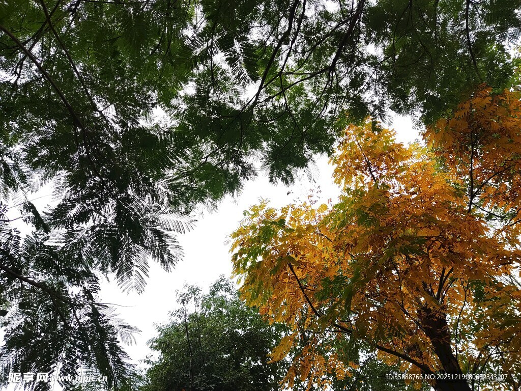 秋日林间斑斓树冠