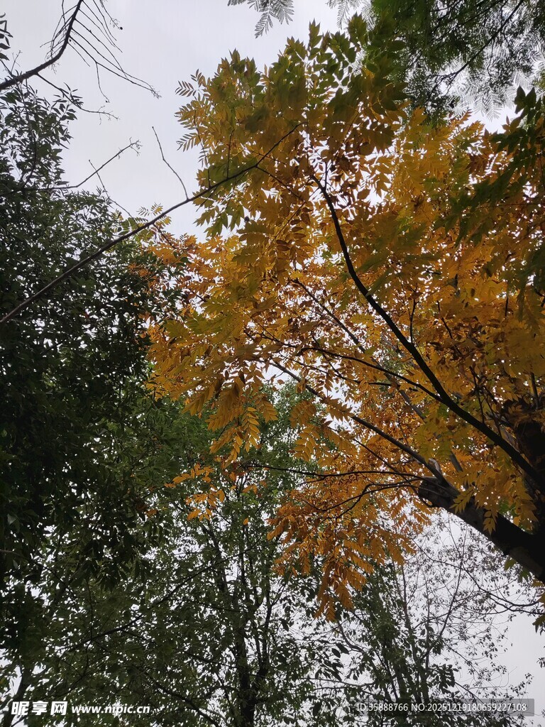 秋日林间斑斓树冠