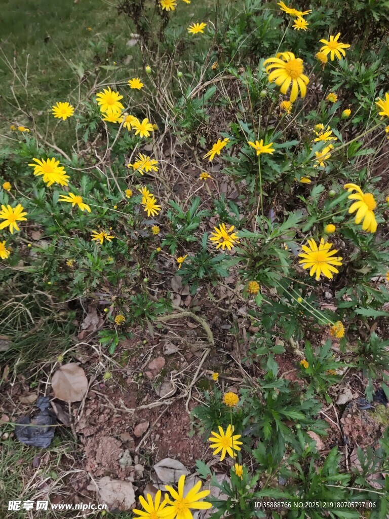 黄色小花绽放于草地