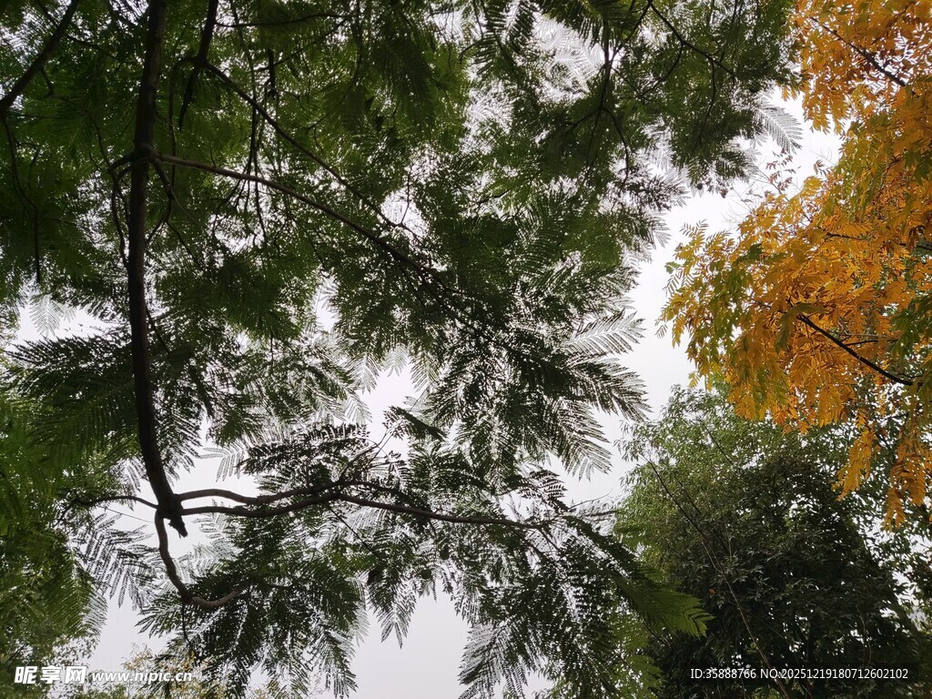 秋日树梢绿黄交织之景