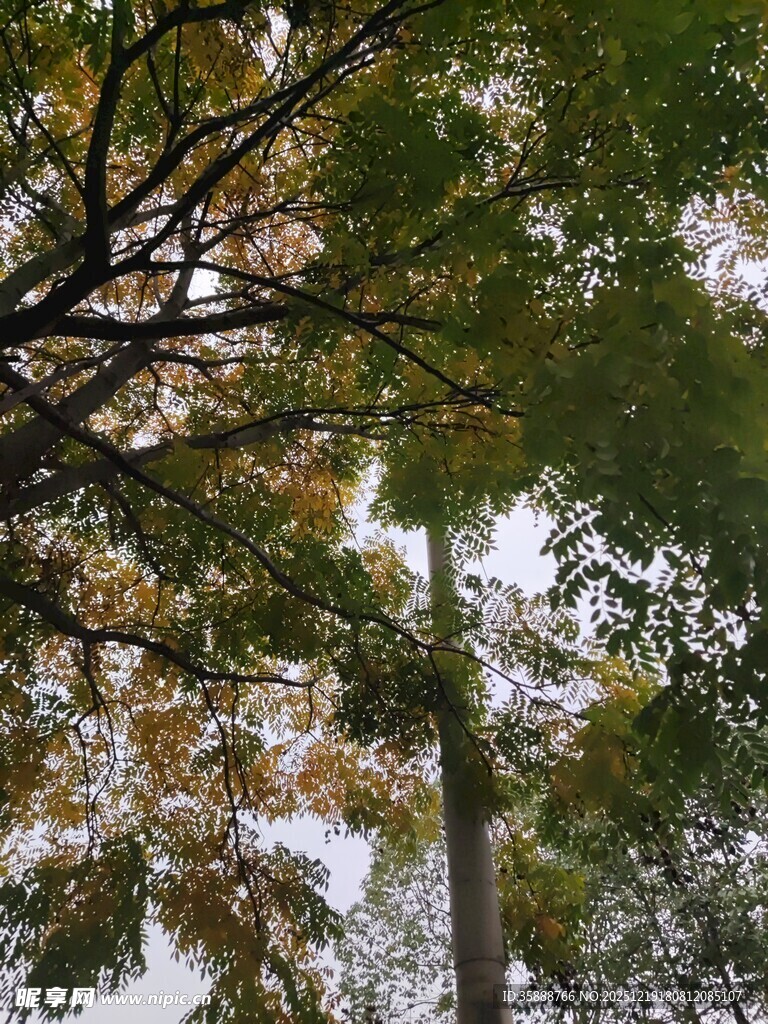 秋日树梢间的天空景致