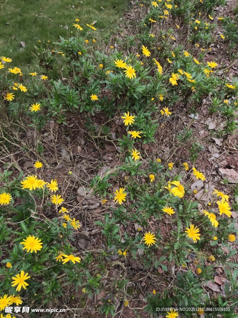 春日黄花绽放于草丛间