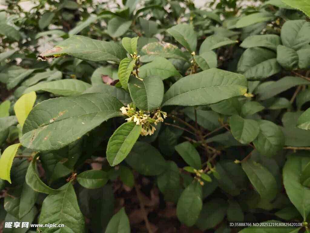 绿叶间的小花绽放