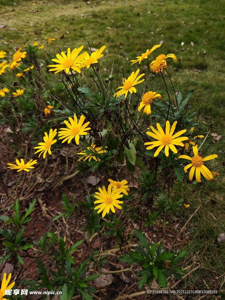 黄色小花绽放于草地