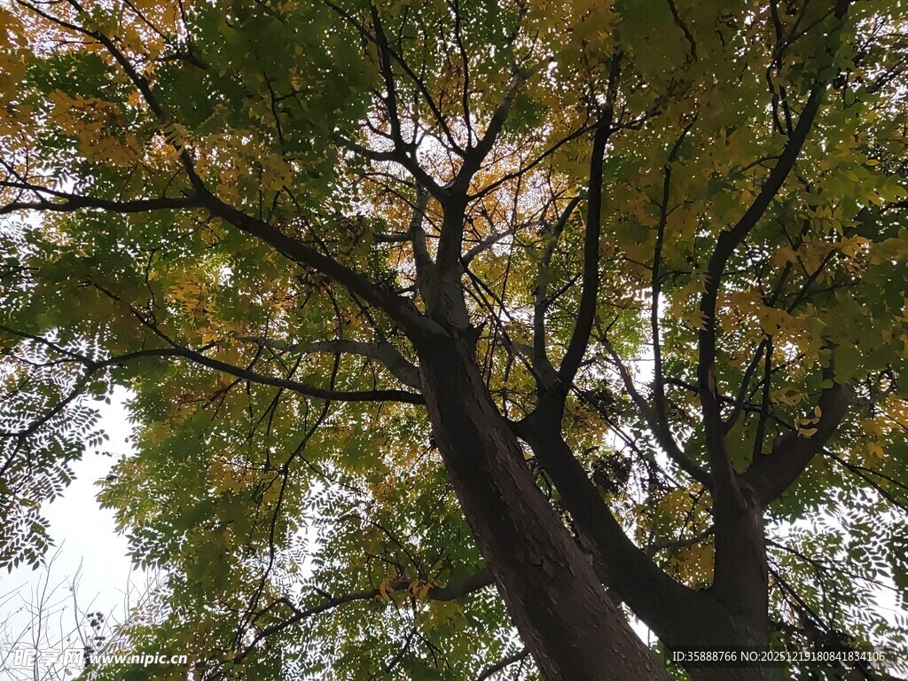 秋日繁茂大树
