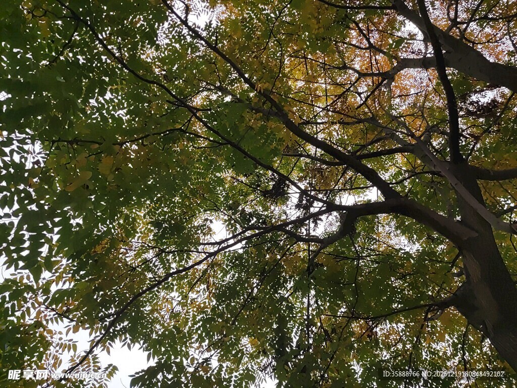 秋日繁茂枝叶仰视景象