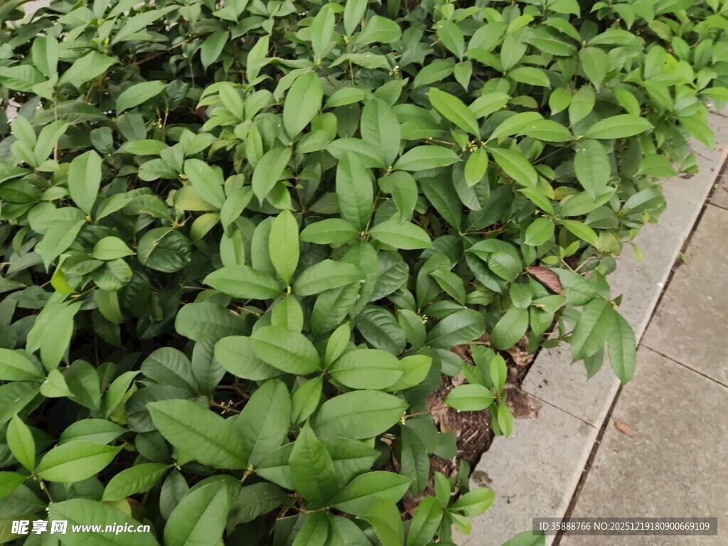 路边翠绿植物生机勃勃