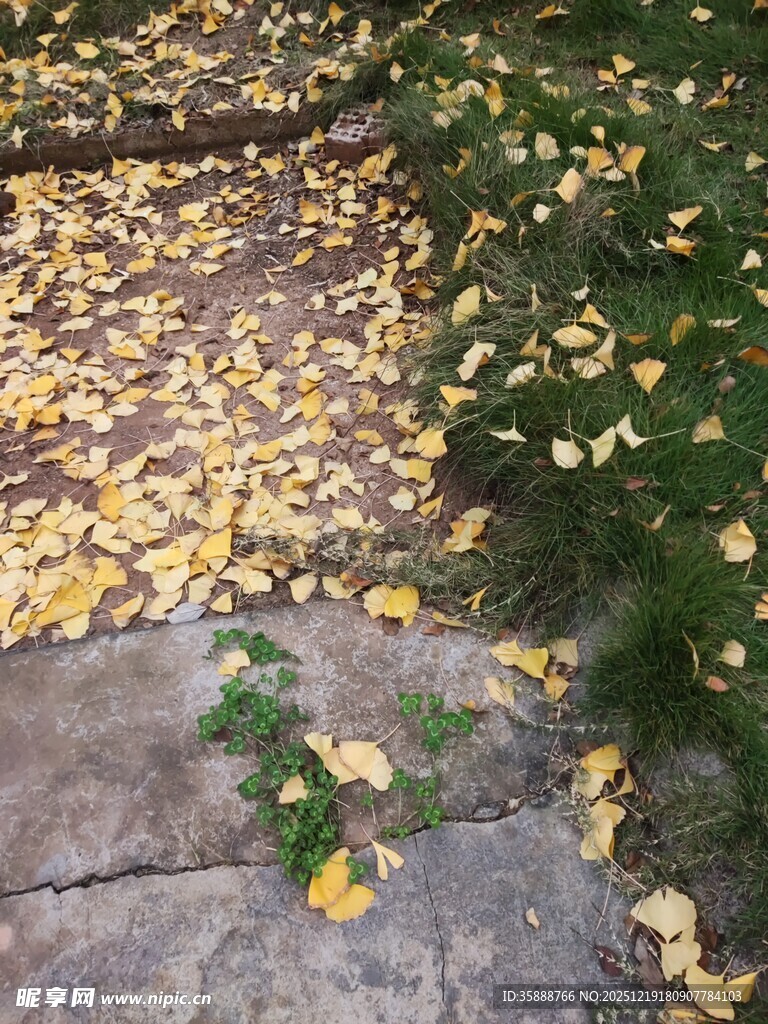 石板上的金黄银杏落叶