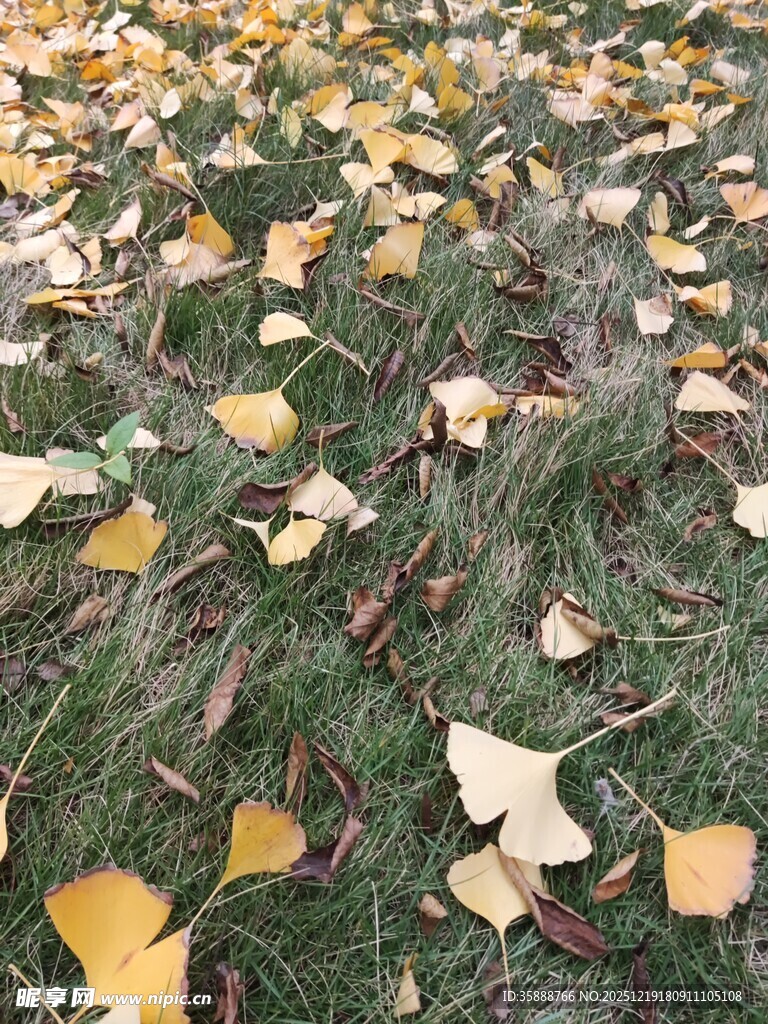 银杏落叶铺就秋日美景