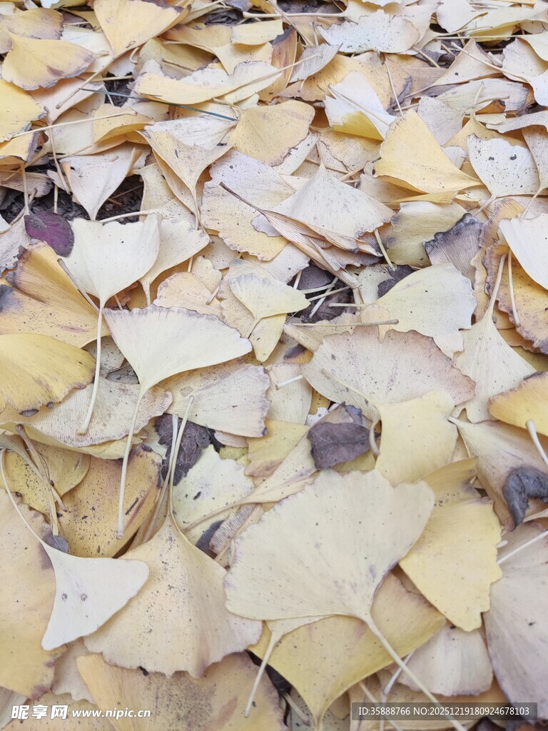 银杏落叶铺满地面的美景