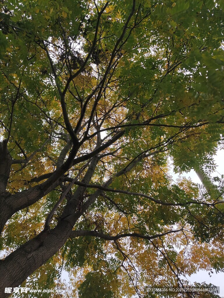 仰视秋日繁茂树枝景象