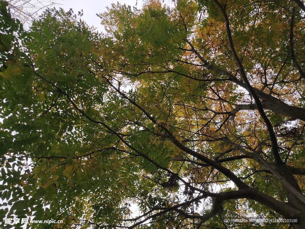 秋日斑斓树冠美景