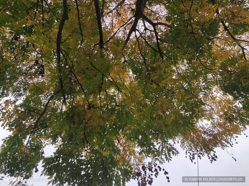 仰视秋日斑斓树冠