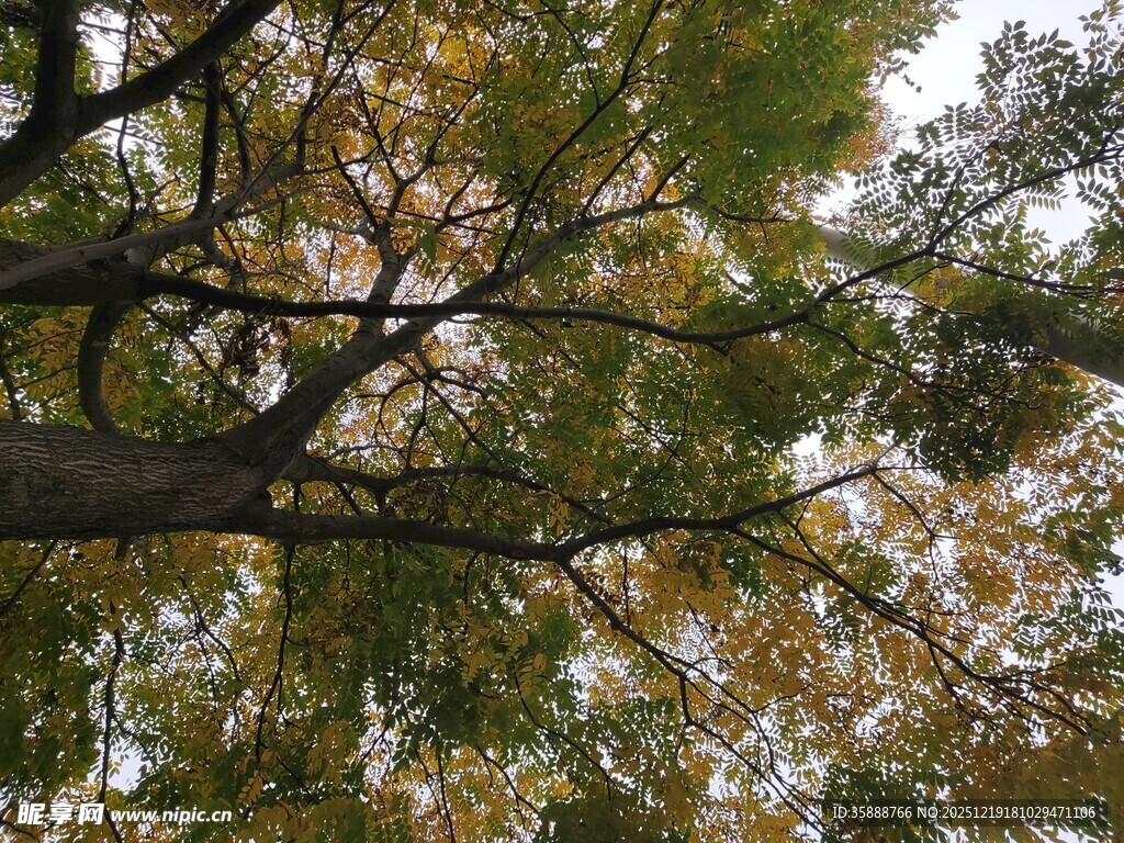 仰视秋日斑斓树冠