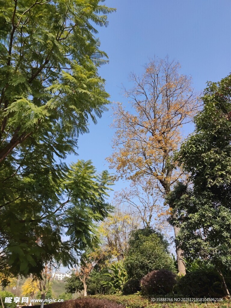 秋日公园绿树蓝天景致