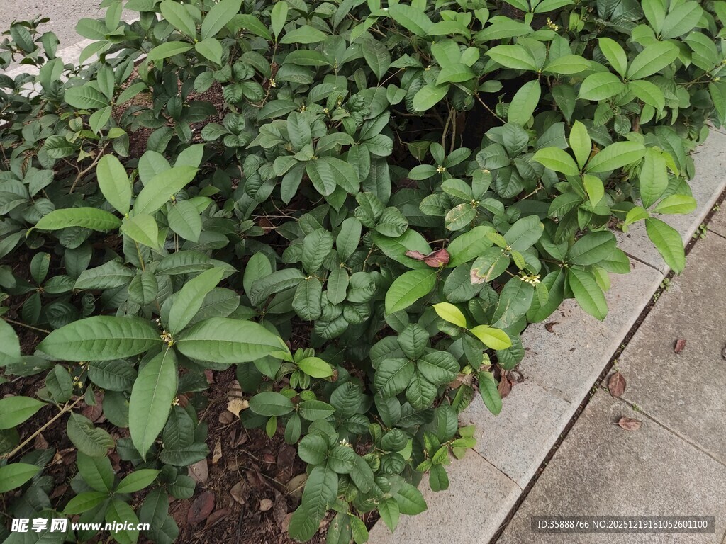 路边翠绿植物生机勃勃