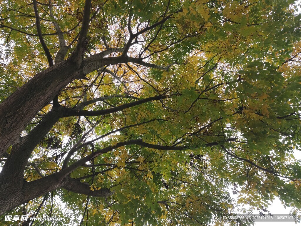 仰视繁茂枝叶的大树