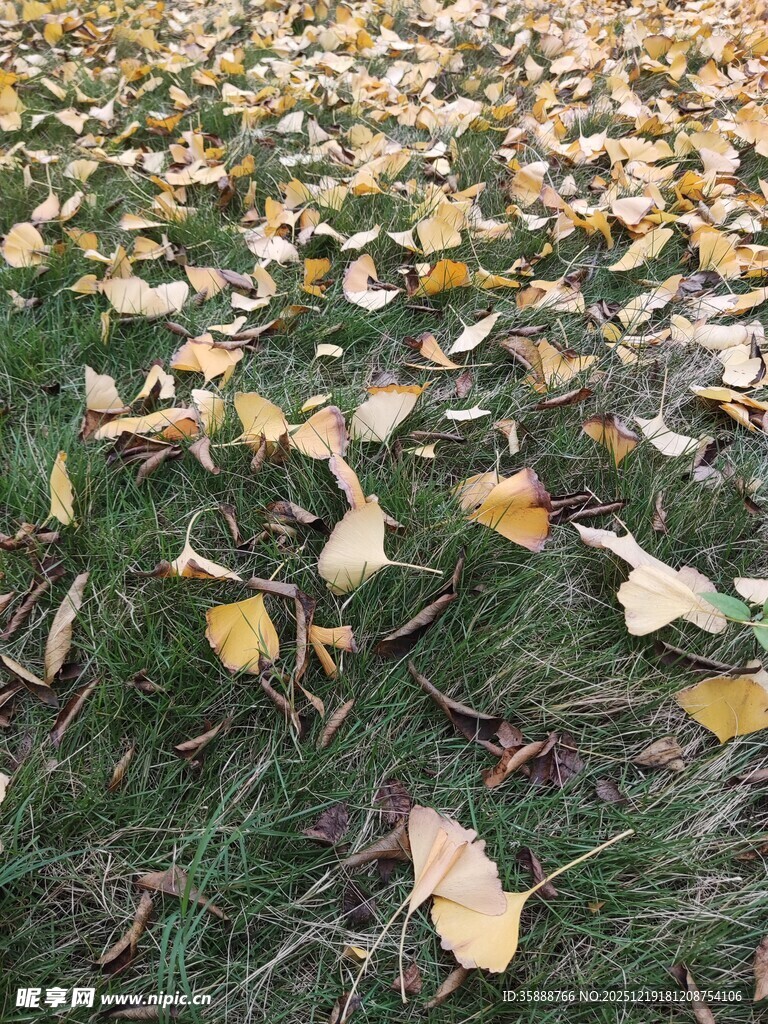 草地上的金黄落叶