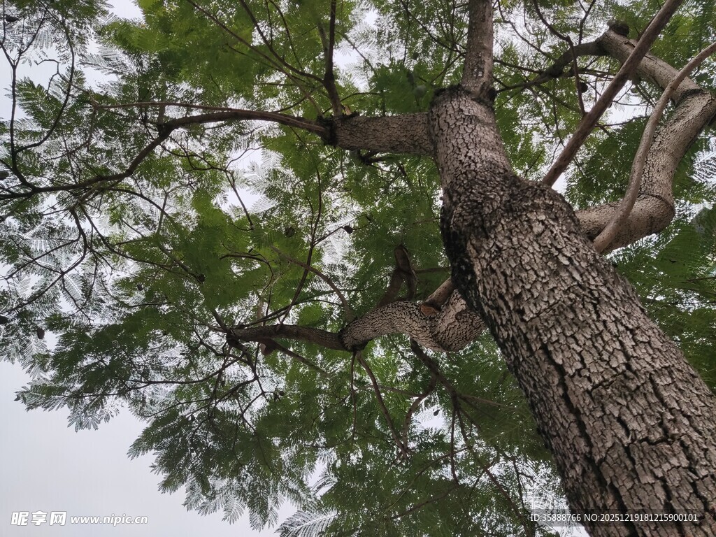 仰视粗壮茂盛的高大树木
