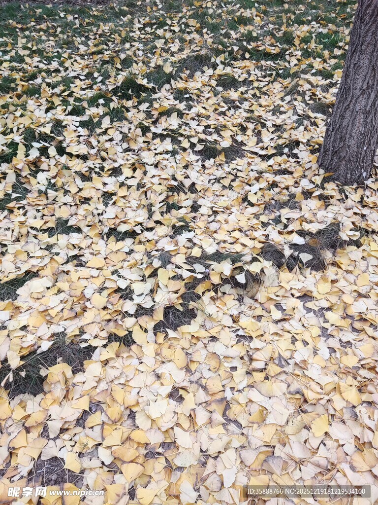 树下金黄落叶铺满地面