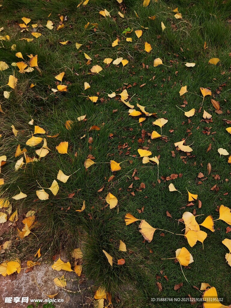 秋日草地银杏落叶美景