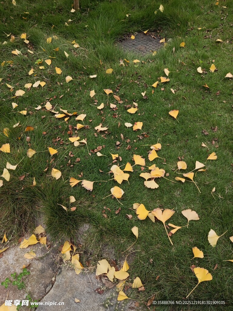 秋日草地落满金黄银杏叶