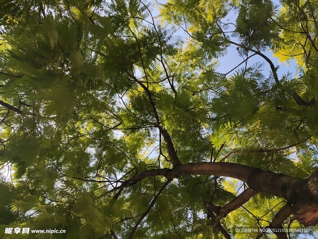 仰视茂密枝叶的翠绿树冠