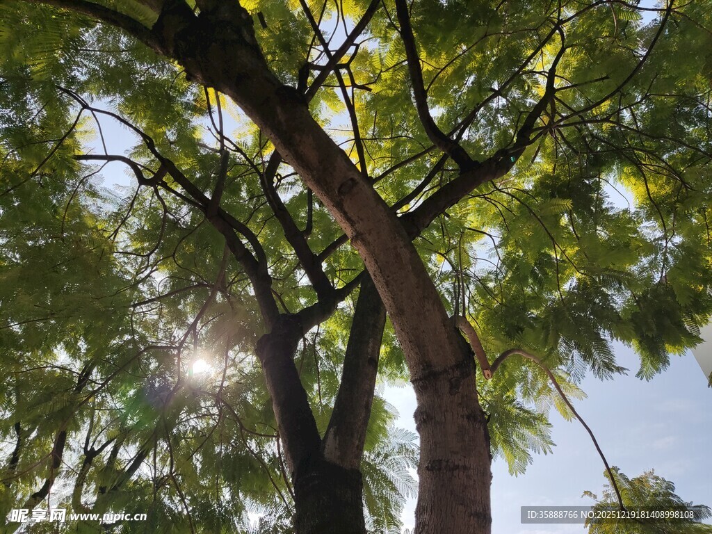 阳光透过枝叶的繁茂树木