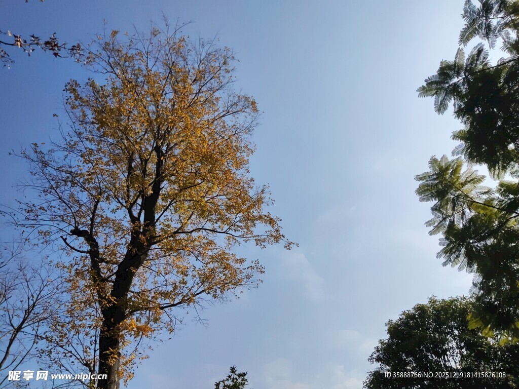 秋日孤树映蓝天