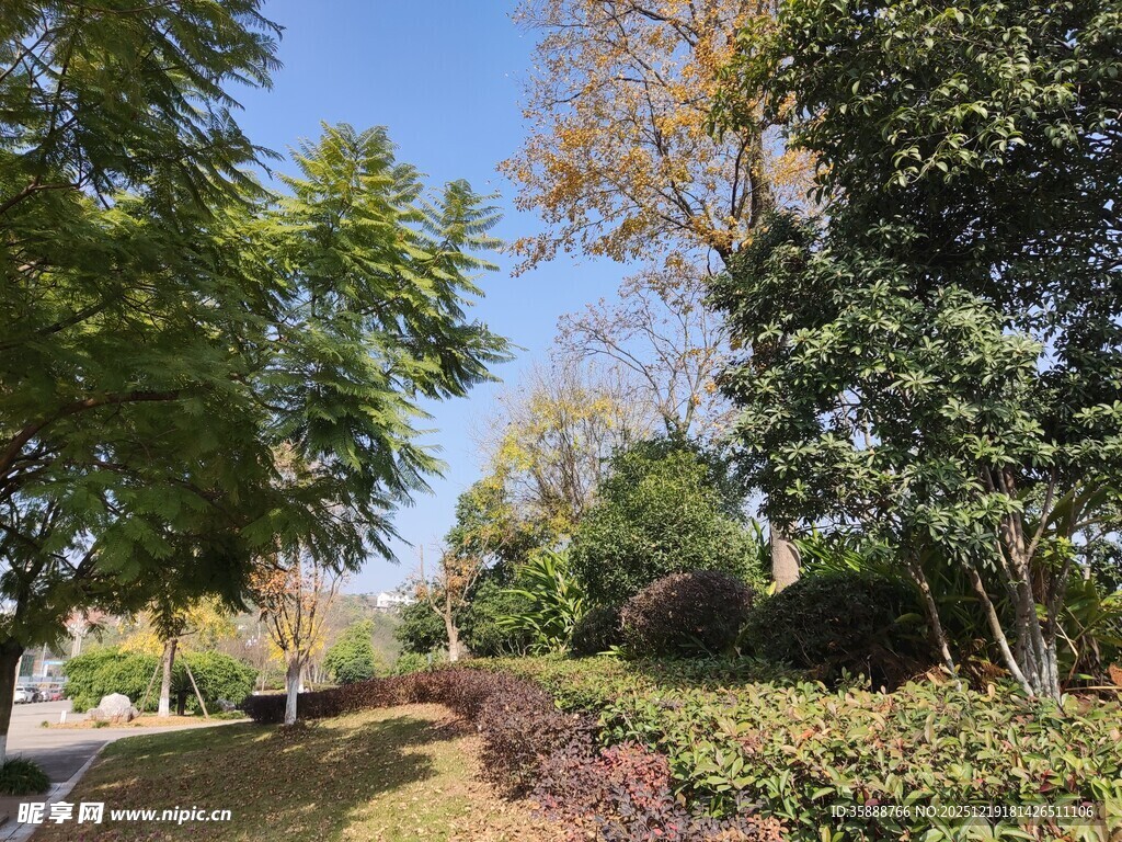 秋日林荫道风景