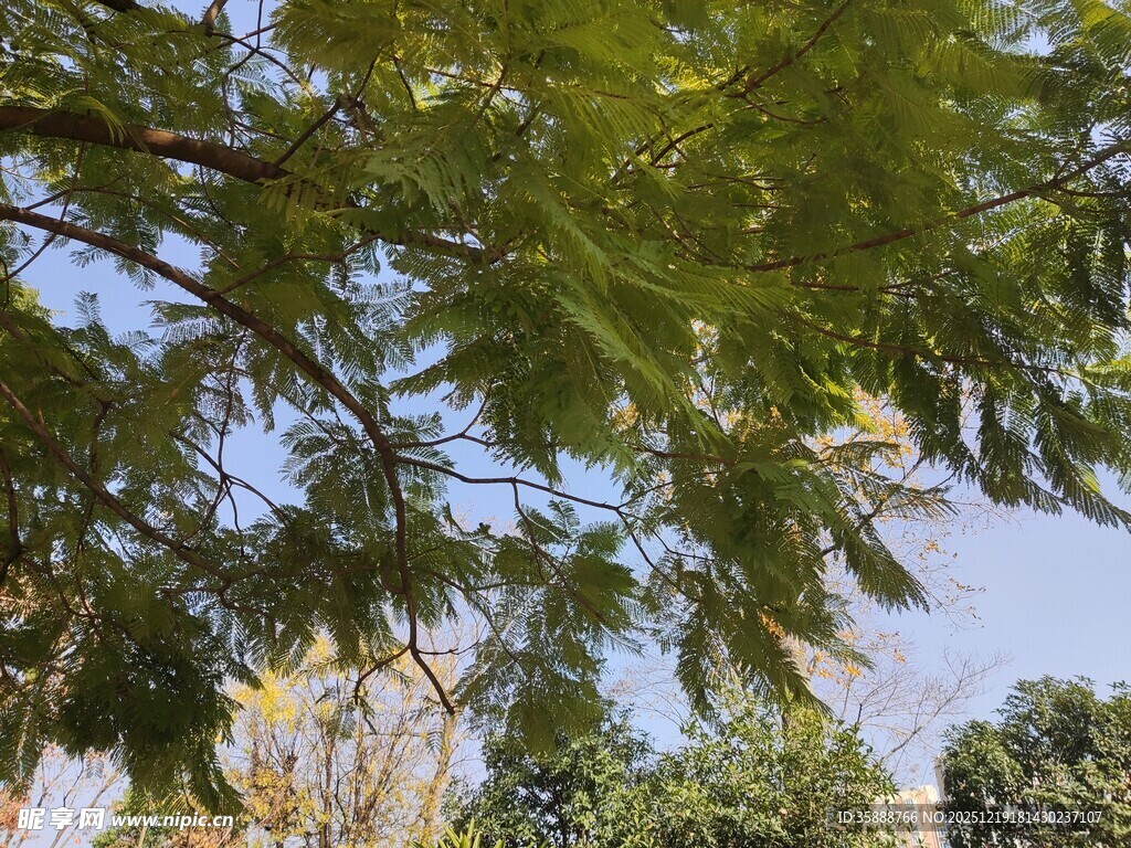 枝叶繁茂的绿树景观