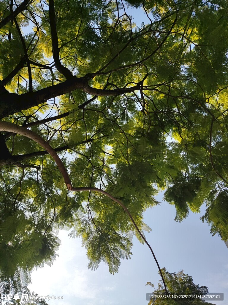 透过枝叶看蓝天