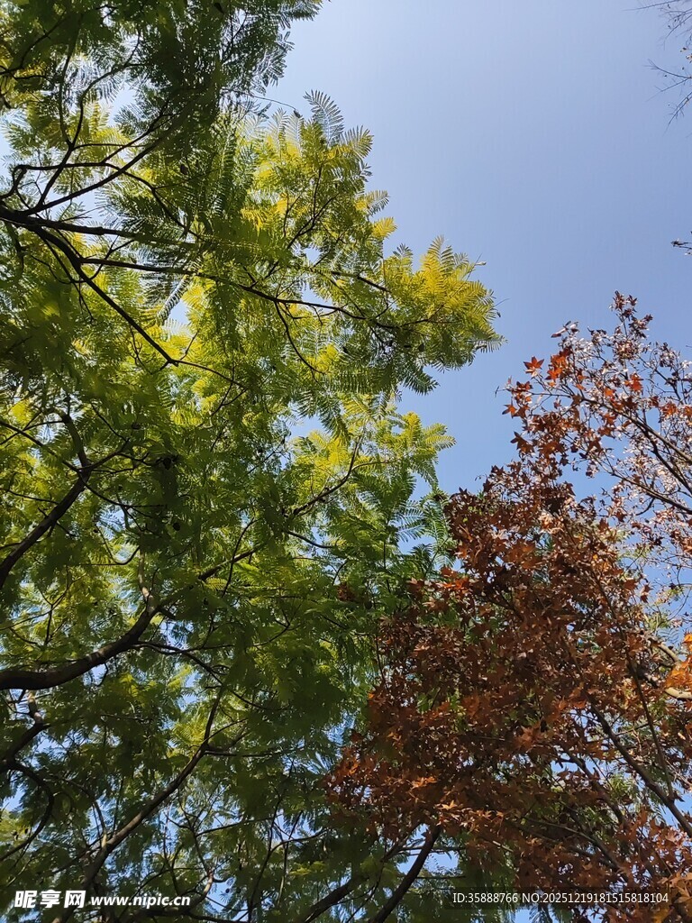 秋日树梢黄绿交织美景