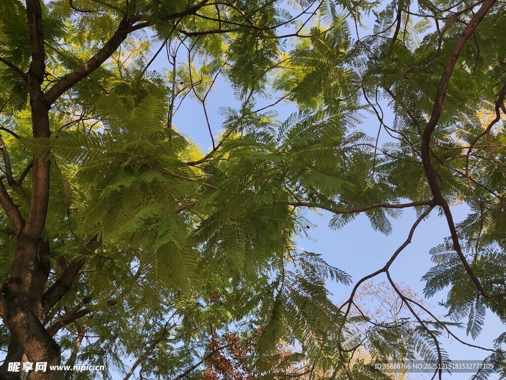 枝叶繁茂的绿树景观