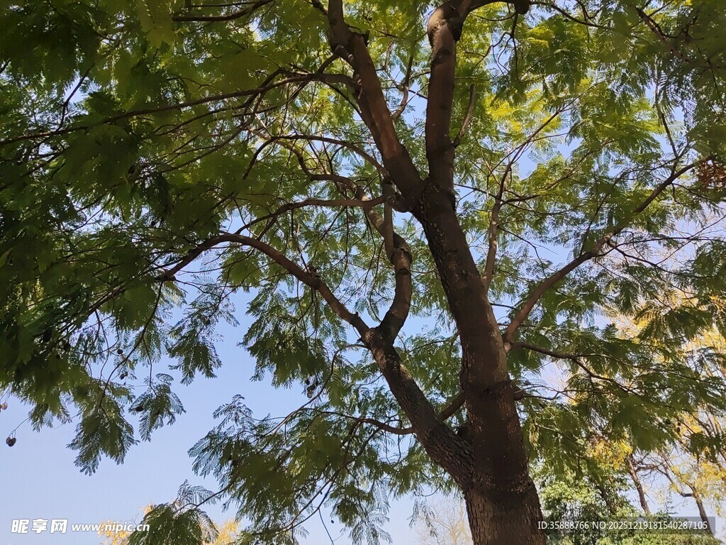 仰视繁茂大树枝叶