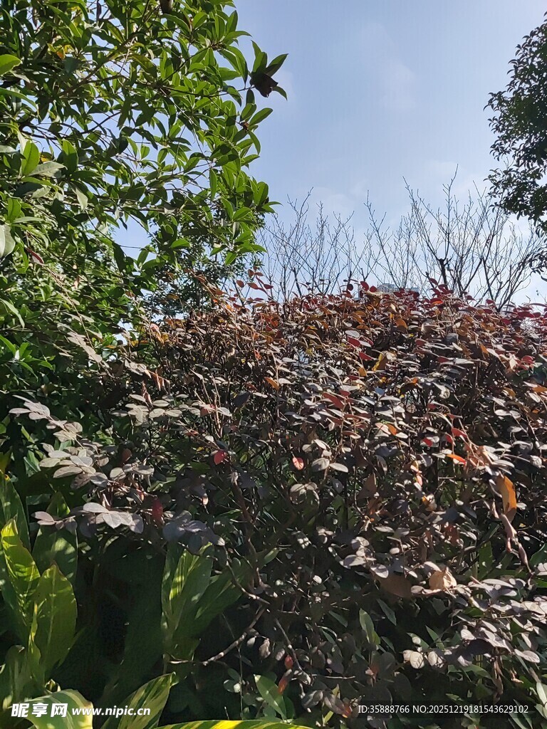 红叶绿树相映成趣