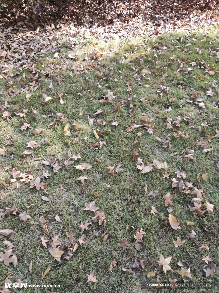 地面散落枯黄落叶景象