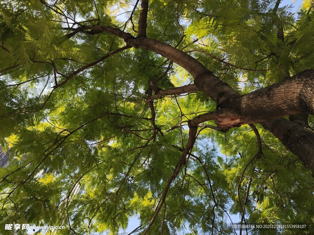仰视繁茂大树枝叶