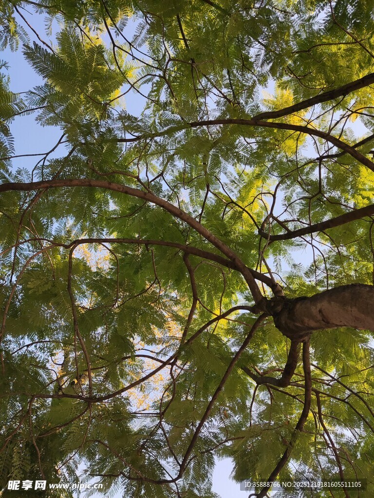 仰视葱郁繁茂的树木枝叶