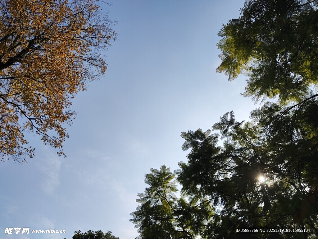 仰望蓝天与繁茂树木