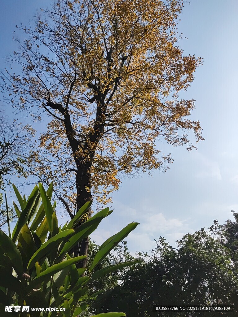 秋日孤树映蓝天